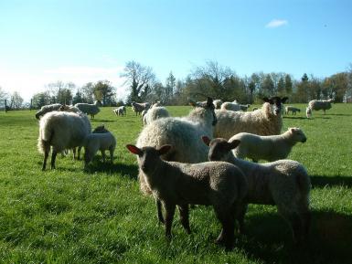 Sheep grazing with the shelter of trees behind