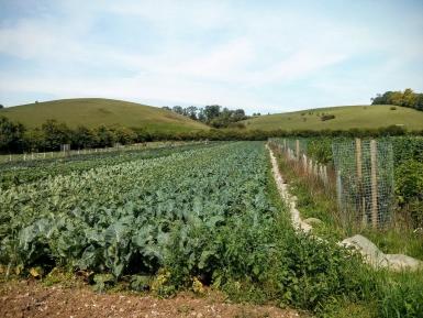 GREATsoils trial field after green manure