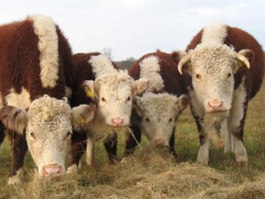 Traditional Hereford Cattle, Conygree Farm