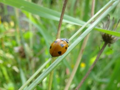 Lady bird