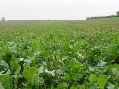 Allerton cover crop, 2016