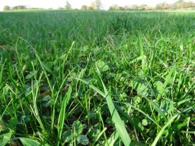 Clover and grass ley, Daylesford