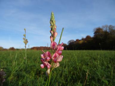 Sainfoin, Oct, Daylesford