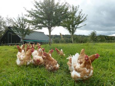 Poultry on range