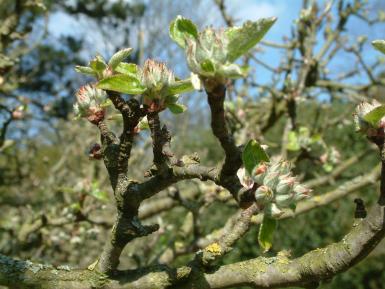 Apple tree in traditional orchard