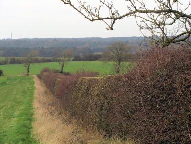 Experimental hedgerow at Woburn Estate, 2015