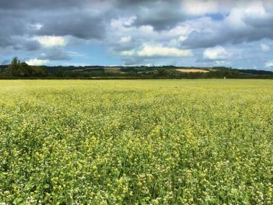 Cover Crops