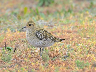 Golden Plover