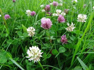 Red and White Clover