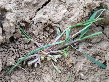 Grazed black grass