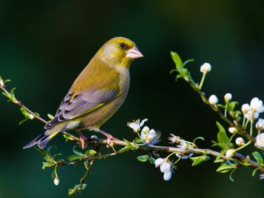 Greenfinch