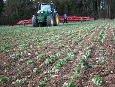 Weed control image_Black Grass Field Lab