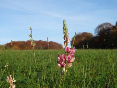 Sainfoin, Oct, Daylesford