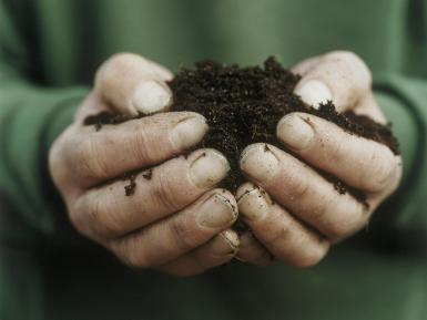 Hands with soil. Martin Morrell