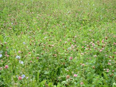 Clover and chicory