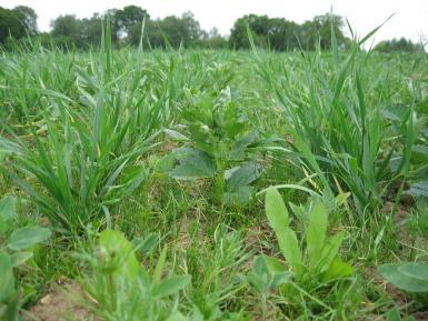 Wheat-Bean intercrop: A design of polyculture planting, where two crops are planted in alternate rows. Here, fava bean (‘Fuego’) grows between ORC-Wakelyns Population spring wheat. Landscape for banner