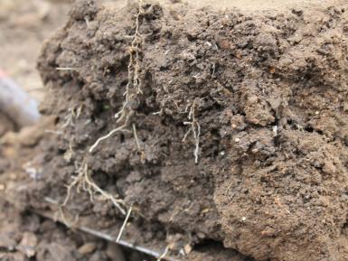 Soil Structure