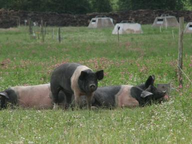 Pigs in pasture, Eastbrook Farm