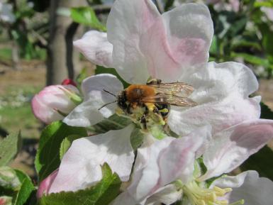 Solitary bee on apple blossom