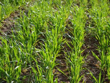 OK-NET ARABLE ABBEY HOME FARM, FEB