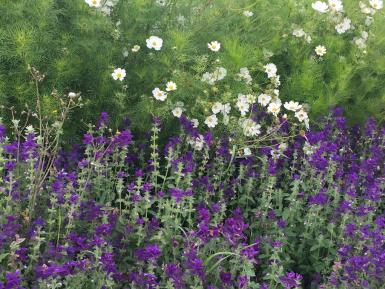 Flowers for Pollinators, Daylesford