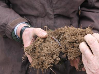 Examining the soil structure