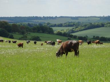 Cattle at Sheepdrove Organic