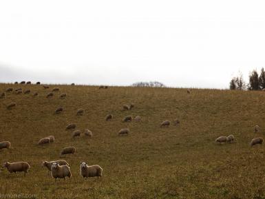 Daylesford Organic- Martin Morrel