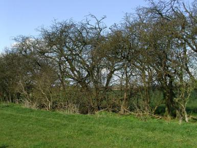 Tall mature unmanaged hedge which has developed gaps