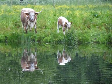 Longhorn & calf with reflections - Shugborough