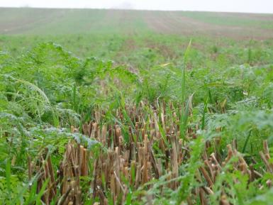 Allerton cover crop (phacelia), 2016