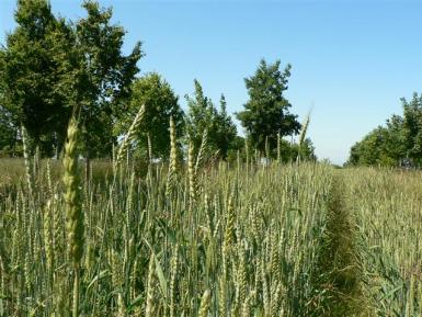 Wakelyns Agroforestry, Suffolk, UK, mixed timber and wheat June 2009