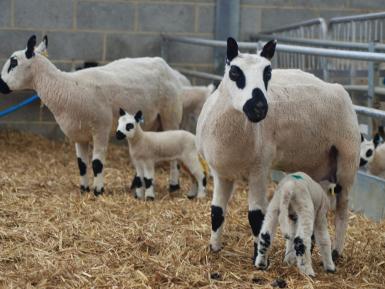 Kerry Hill sheep at march lambing. Martin Morrell