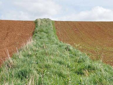 Beetle bank & spring drilling