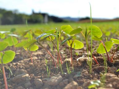 Buckwheat Companion Nurse Crop Sheltering Summer Sown Ley Seed Mix