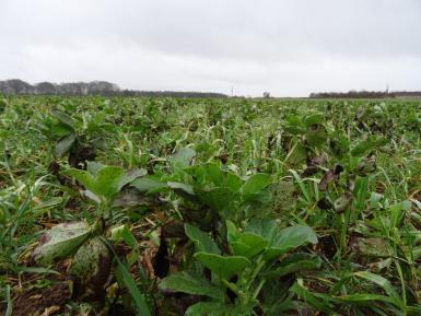 Green Manure