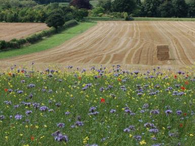 Harvest time and wildlife seed (Peter Thompson)