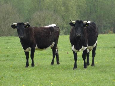 Gloucester Cattle