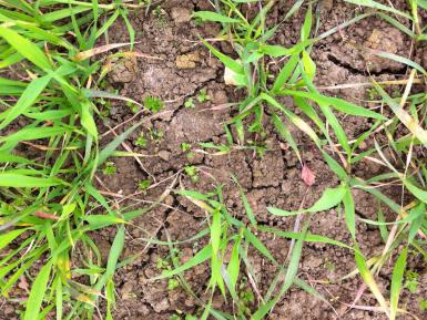 Undersown white clover establishing in spring wheat