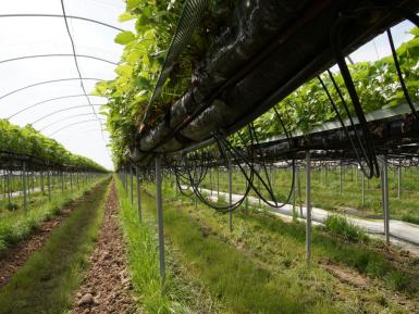 Irrigation System at Wilkin and Sons