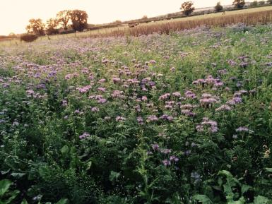 Field Margins