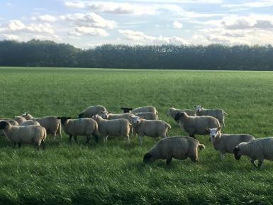 Sheep on holiday on Ferry Farm 