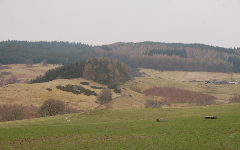 4 ha block of trees with wood pasture alley cropping below