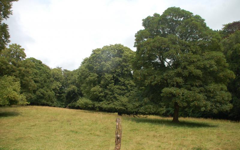 A field used for calving