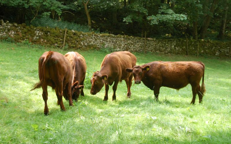 Weanlings grazing in a field belonging to the Graysons at Challan