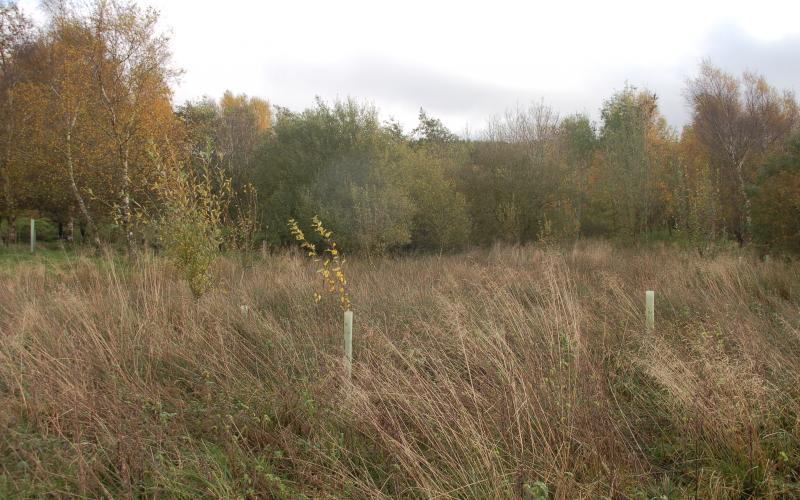 An area of woodland where pigs are grazed