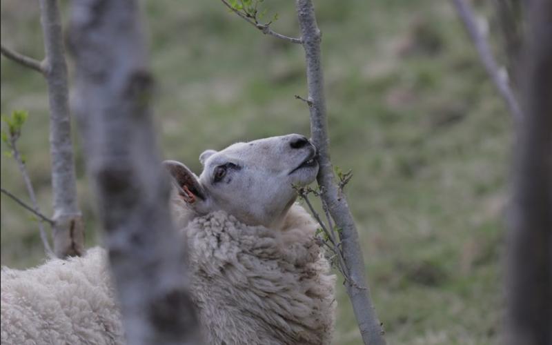 Browsing sheep. Courtesy of Patrick Barbour