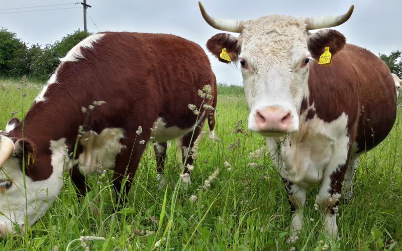 Cattle grazing herb rich ley