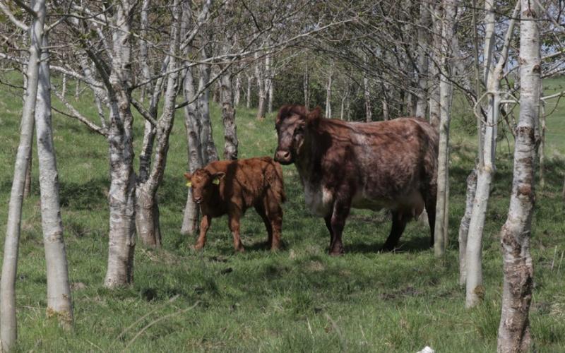 Cattle amongst trees. Courtesy of Patrick Barbour