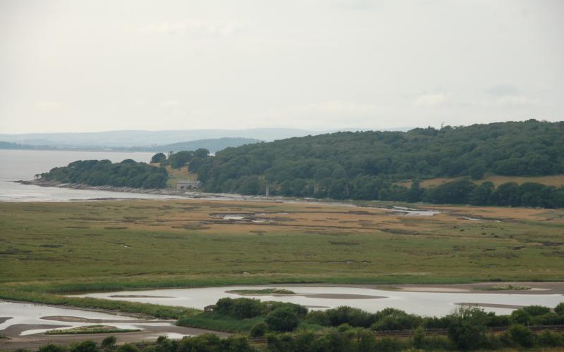 Cattle grazing in the next bay round from Silverdale, Morecambe Bay